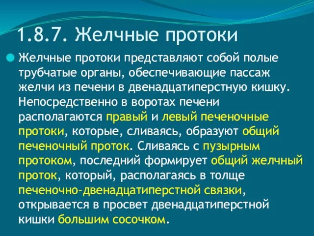 1.8.7. Желчные протоки Желчные протоки представляют собой полые трубчатые органы,