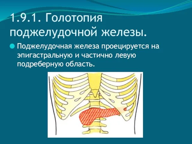 1.9.1. Голотопия поджелудочной железы. Поджелудочная железа проецируется на эпигастральную и частично левую подреберную область.