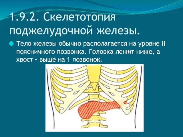 1.9.2. Скелетотопия поджелудочной железы. Тело железы обычно располагается на уровне