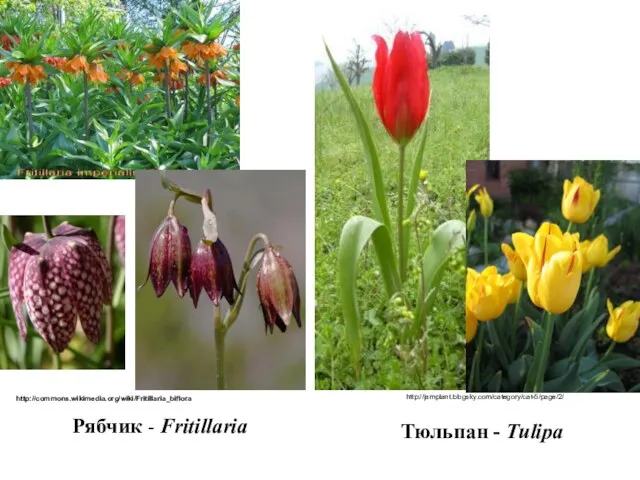 Рябчик - Fritillaria http://commons.wikimedia.org/wiki/Fritillaria_biflora Тюльпан - Tulipa http://jamplant.blogsky.com/category/cat-5/page/2/