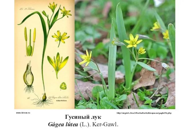 Гусиный лук Gágea lútea (L.). Ker-Gawl. www.binran.ru http://angiofc.free.fr/herbe/herbdk/especes/gaglut1b.php