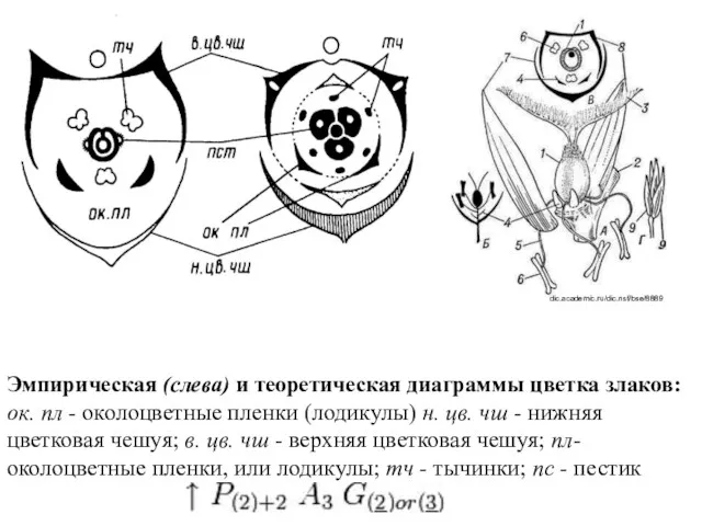 Эмпирическая (слева) и теоретическая диаграммы цветка злаков: ок. пл -