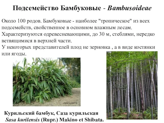 Около 100 родов. Бамбуковые - наиболее "тропическое" из всех подсемейств,