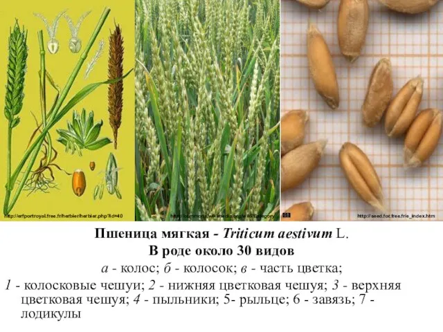 Пшеница мягкая - Triticum aestivum L. В роде около 30