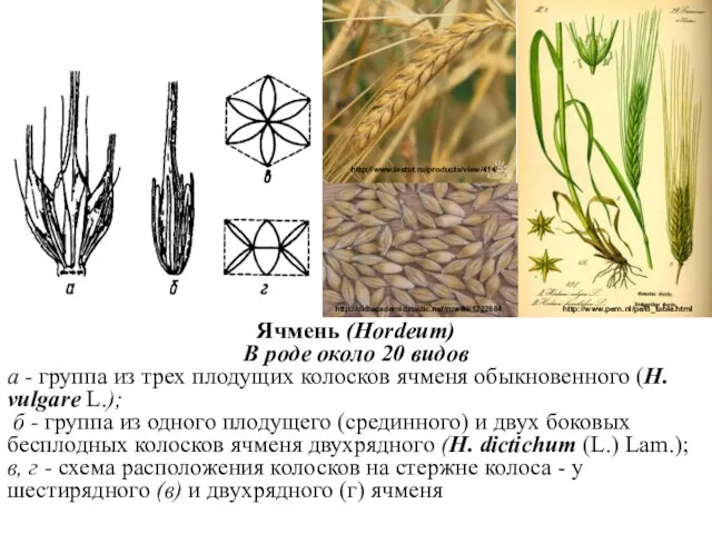 Ячмень (Hordeum) В роде около 20 видов а - группа