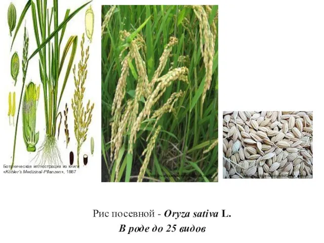 Рис посевной - Oryza sativa L. В роде до 25