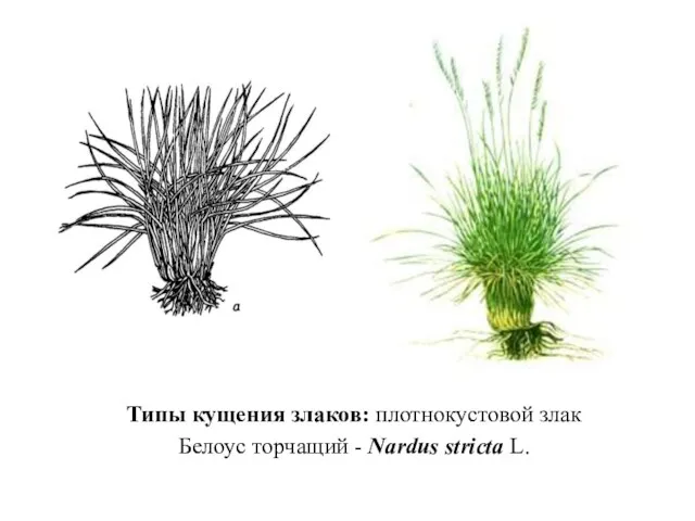 Типы кущения злаков: плотнокустовой злак Белоус торчащий - Nardus stricta L.