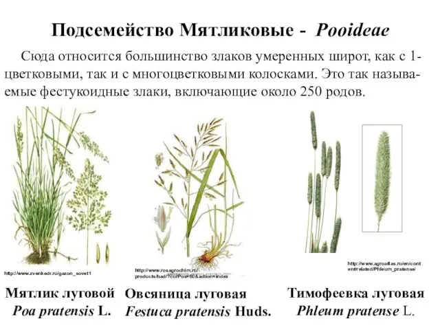 Подсемейство Мятликовые - Pooideae Сюда относится большинство злаков умеренных широт,