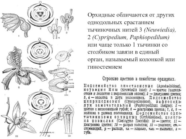 dic.academic.ru Орхидные обличаются от других однодольных срастанием тычиночных нитей 3