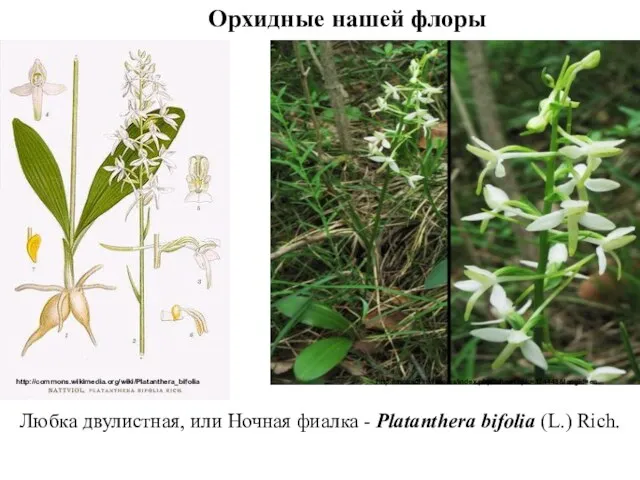 Любка двулистная, или Ночная фиалка - Platanthera bifolia (L.) Rich. http://commons.wikimedia.org/wiki/Platanthera_bifolia http://molbiol.ru/forums/index.php?showtopic=174448&langid=en Орхидные нашей флоры