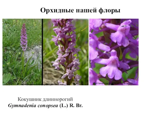 Орхидные нашей флоры Кокушник длиннорогий Gymnadenia conopsea (L.) R. Br. http://www.plantarium.ru/page/image/id/31930.html http://ryenats.org.uk/sievedale/sieveindex.htm