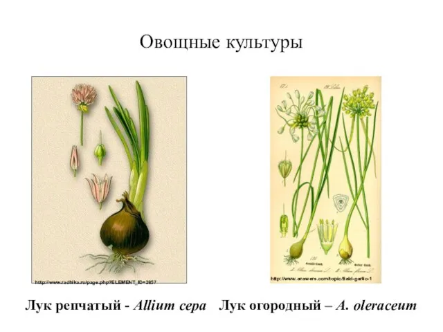 Овощные культуры Лук репчатый - Allium сера Лук огородный – A. oleraceum http://www.radhika.ru/page.php?ELEMENT_ID=2857 http://www.answers.com/topic/field-garlic-1
