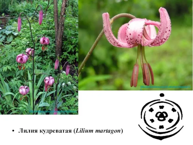 Лилия кудреватая (Lilium martagon) http://druidgor.narod.ru/travnik/travnik334.html http://photonature.com.ua/rasteniya/?nggpage=27