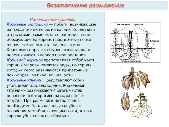 Размножение корнями. Корневые отпрыски — побеги, возникающие из придаточных почек