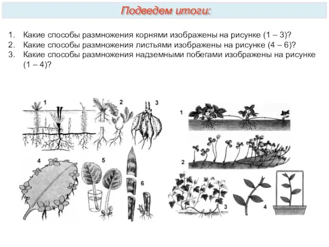 Какие способы размножения корнями изображены на рисунке (1 – 3)?