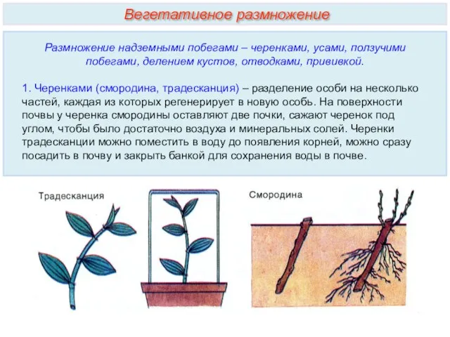 Размножение надземными побегами – черенками, усами, ползучими побегами, делением кустов,