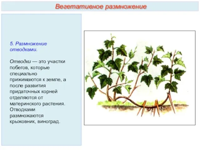 5. Размножение отводками. Отводки — это участки побегов, которые специально