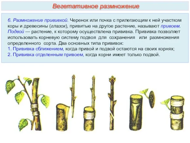 6. Размножение прививкой. Черенок или почка с прилегающим к ней