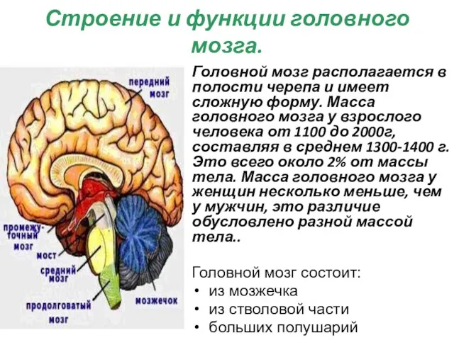 Головной мозг располагается в полости черепа и имеет сложную форму.
