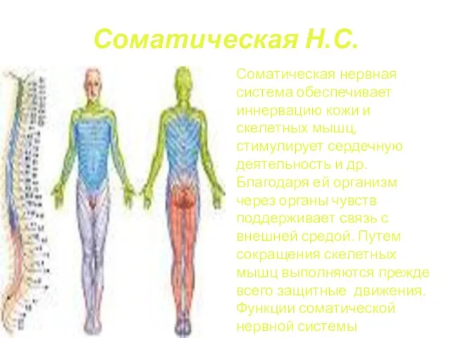 Соматическая Н.С. Соматическая нервная система обеспечивает иннервацию кожи и скелетных