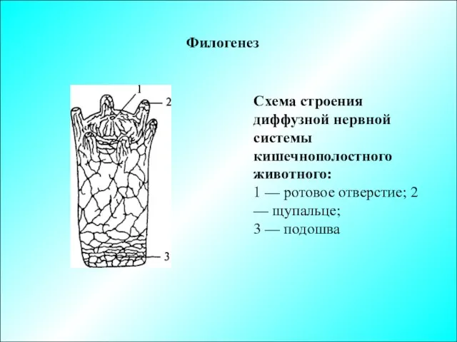 Филогенез Схема строения диффузной нервной системы кишечнополостного животного: 1 —