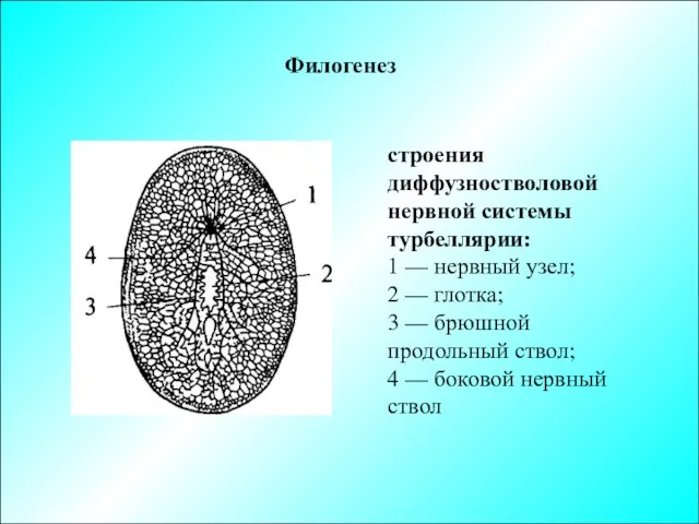 Филогенез строения диффузностволовой нервной системы турбеллярии: 1 — нервный узел;