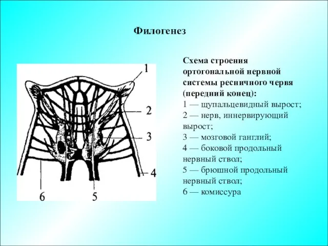 Филогенез Схема строения ортогональной нервной системы ресничного червя (передний конец):