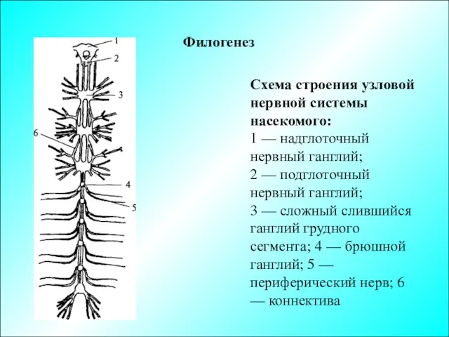Филогенез Схема строения узловой нервной системы насекомого: 1 — надглоточный