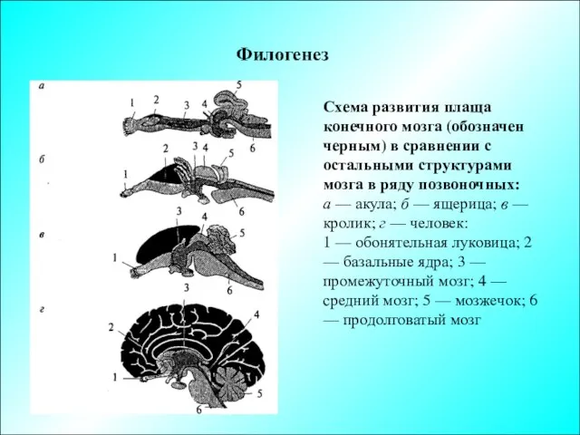 Филогенез Схема развития плаща конечного мозга (обозначен черным) в сравнении