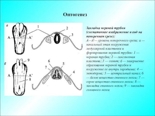 Онтогенез Закладка нервной трубки (схематичное изображение и вид на поперечном
