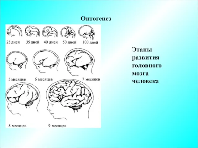 Онтогенез Этапы развития головного мозга человека