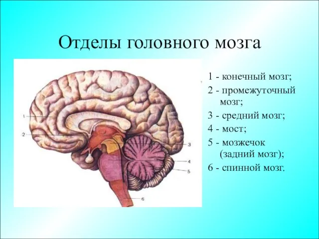 Отделы головного мозга 1 - конечный мозг; 2 - промежуточный