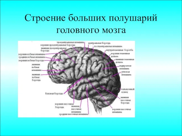 Строение больших полушарий головного мозга