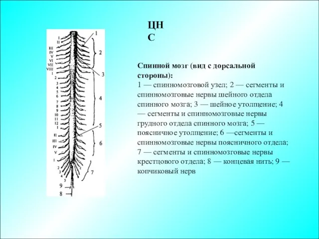 ЦНС Спинной мозг (вид с дорсальной стороны): 1 — спинномозговой