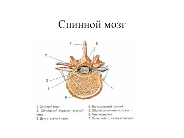 Спинной мозг