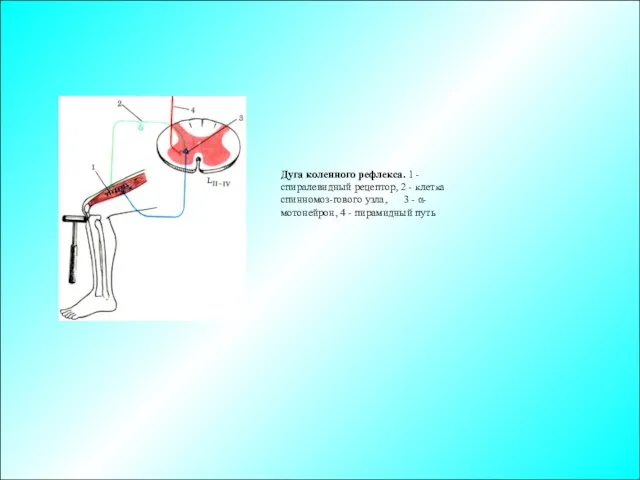 Дуга коленного рефлекса. 1 - спиралевидный рецептор, 2 - клетка