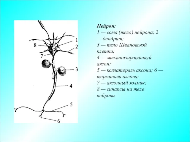 Нейрон: 1 — сома (тело) нейрона; 2 — дендрит; 3