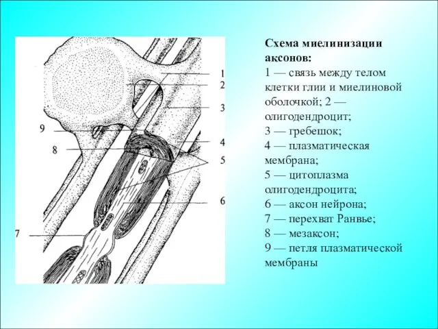 Схема миелинизации аксонов: 1 — связь между телом клетки глии