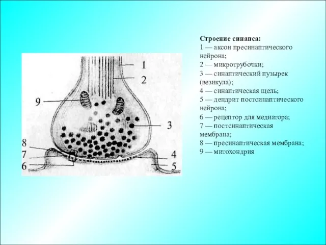 Строение синапса: 1 — аксон пресинаптического нейрона; 2 — микротрубочки;