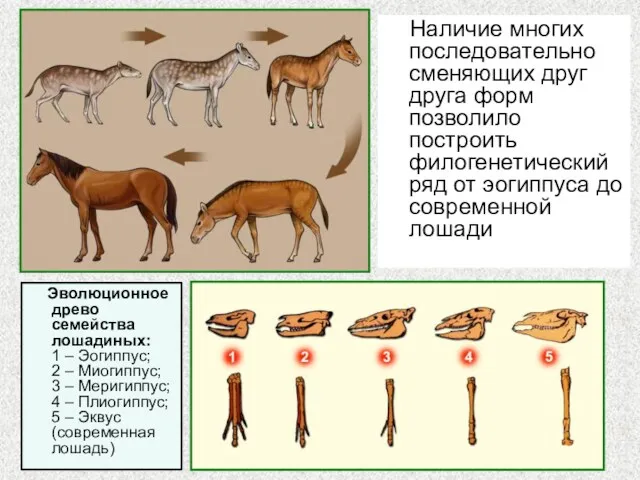 Наличие многих последовательно сменяющих друг друга форм позволило построить филогенетический