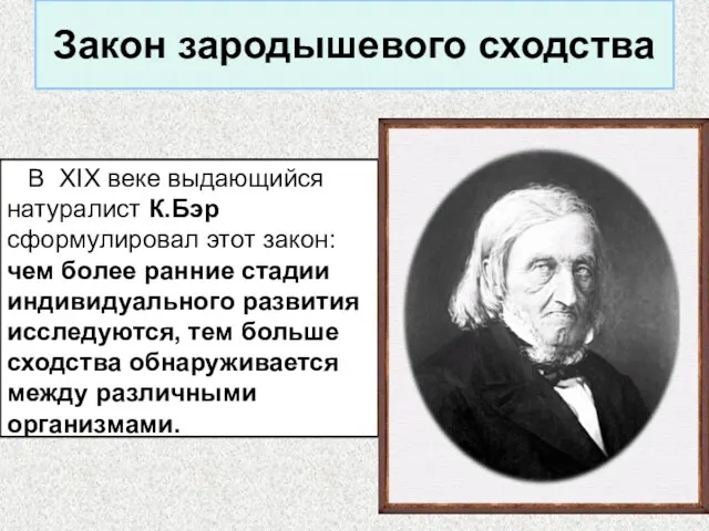 Закон зародышевого сходства В XIX веке выдающийся натуралист К.Бэр сформулировал