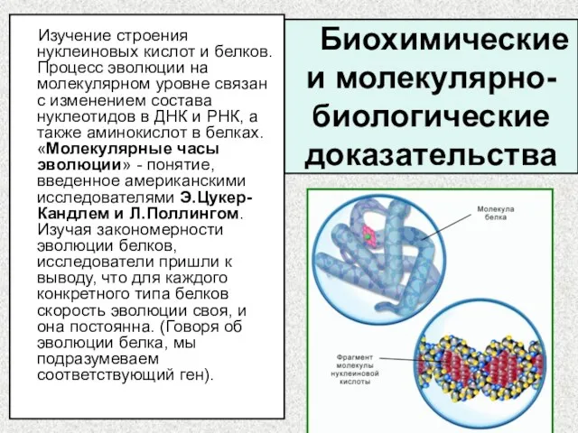 Биохимические и молекулярно-биологические доказательства Изучение строения нуклеиновых кислот и белков.