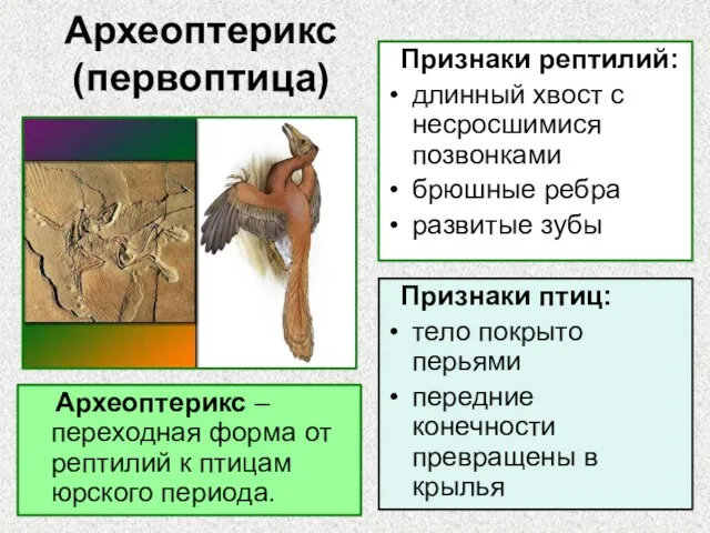 Археоптерикс (первоптица) Археоптерикс – переходная форма от рептилий к птицам