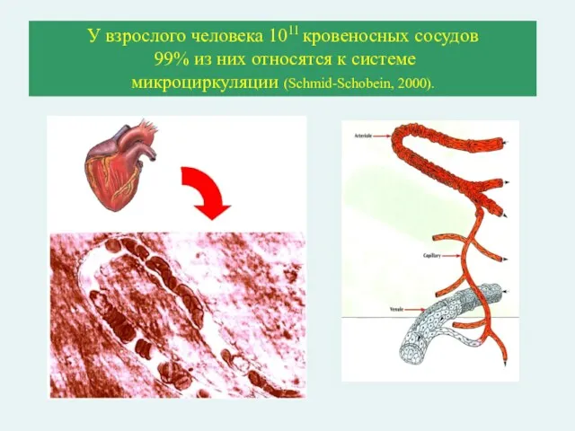 У взрослого человека 1011 кровеносных сосудов 99% из них относятся к системе микроциркуляции (Schmid-Schobein, 2000).