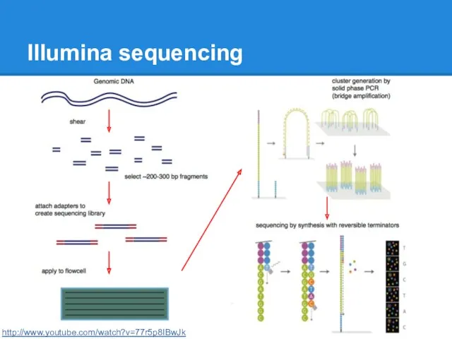 Illumina sequencing http://www.youtube.com/watch?v=77r5p8IBwJk