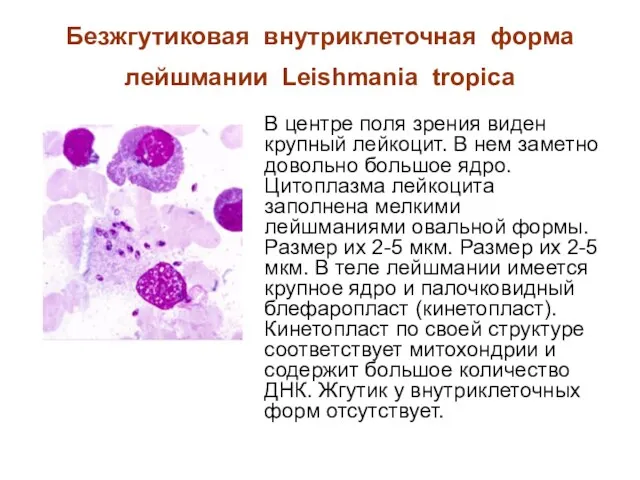 Безжгутиковая внутриклеточная форма лейшмании Leishmania tropica В центре поля зрения