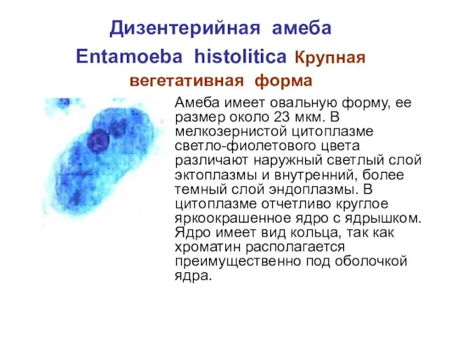 Дизентерийная амеба Entamoeba histolitica Крупная вегетативная форма Амеба имеет овальную