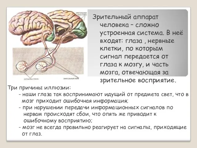 Зрительный аппарат человека – сложно устроенная система. В неё входят: