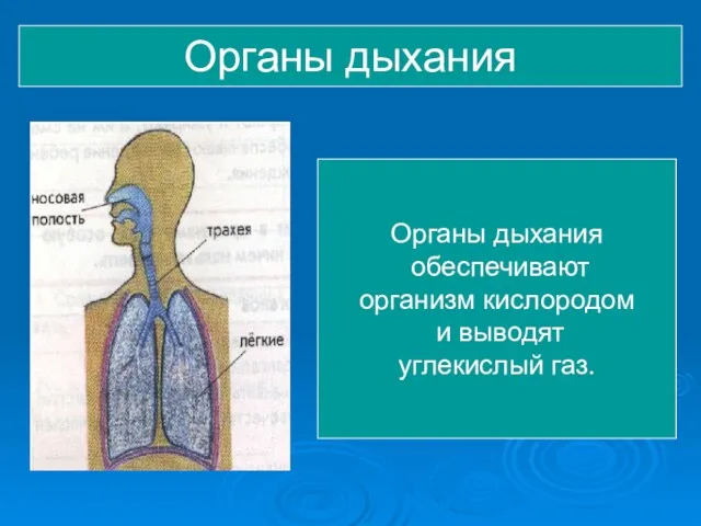 Органы дыхания Органы дыхания обеспечивают организм кислородом и выводят углекислый газ.