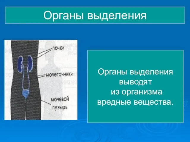 Органы выделения Органы выделения выводят из организма вредные вещества.